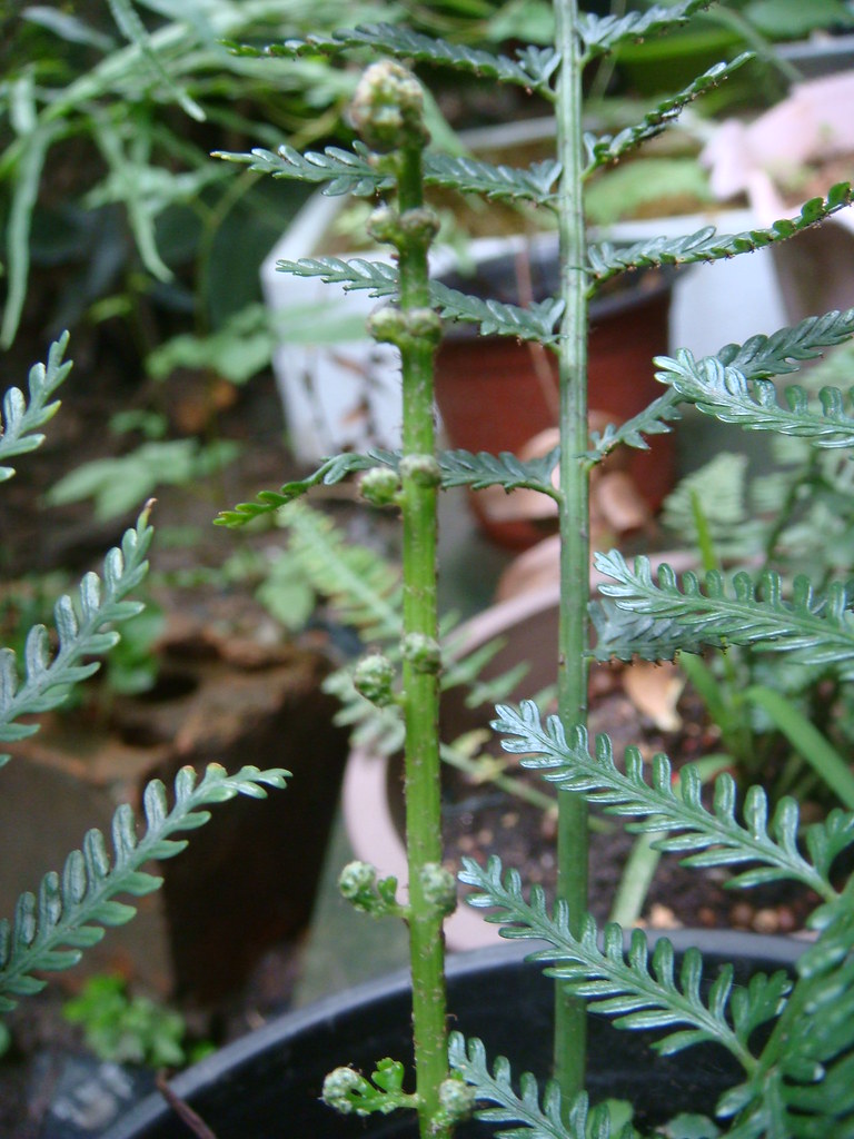 Asplenium belangeri